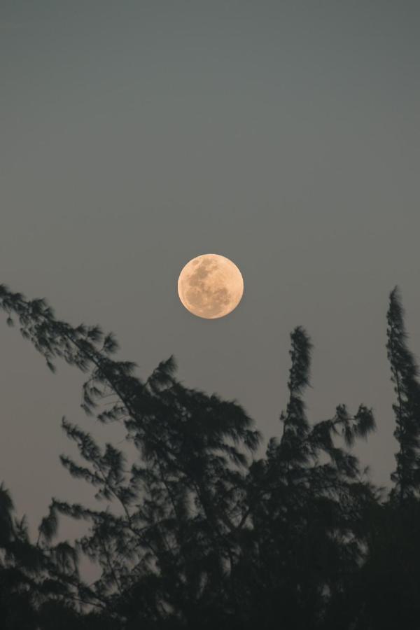 Sabia - Eco Lodge *